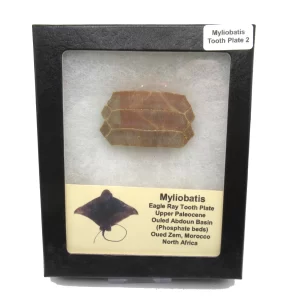 Genuine Paleocene Age Myliobatis Stingray Tooth Plate Fossil for Sale from Morocco #2