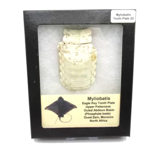 Genuine Paleocene Age Myliobatis Stingray Tooth Plate Fossil for Sale from Morocco #22