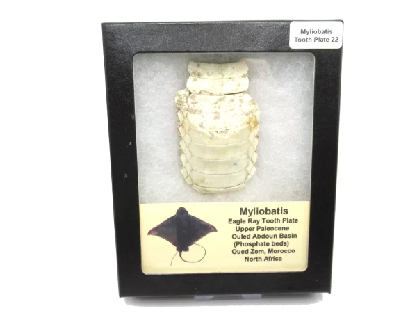 Genuine Paleocene Age Myliobatis Stingray Tooth Plate Fossil for Sale from Morocco #22