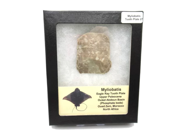 Genuine Paleocene Age Myliobatis Stingray Tooth Plate Fossil for Sale from Morocco #27