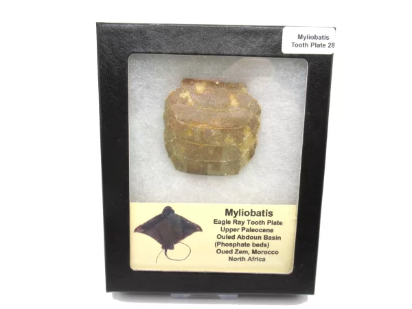 Genuine Paleocene Age Myliobatis Stingray Tooth Plate Fossil for Sale from Morocco #28