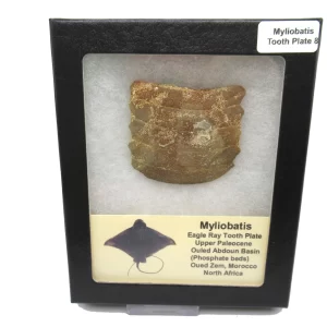 Genuine Paleocene Age Myliobatis Stingray Tooth Plate Fossil for Sale from Morocco #8