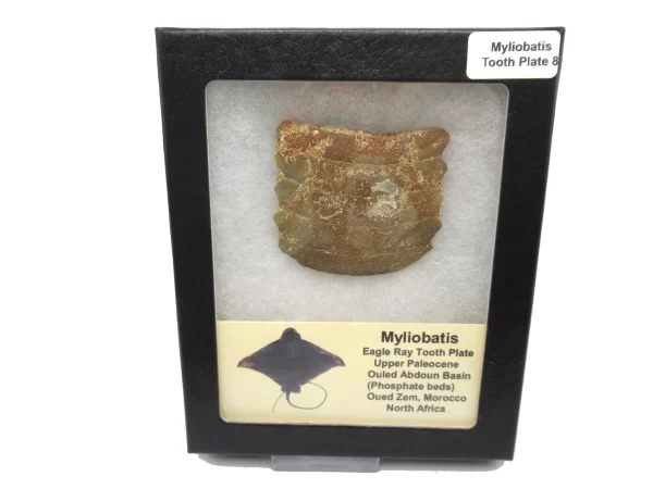 Genuine Paleocene Age Myliobatis Stingray Tooth Plate Fossil for Sale from Morocco #8