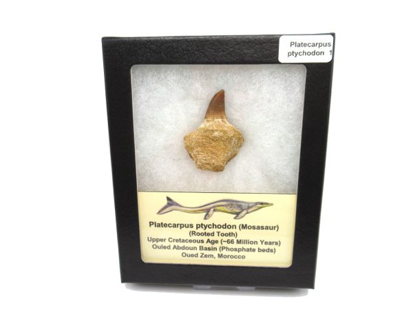 Genuine Cretaceous Age Platecarpus ptychodon Rooted Mosasaur Tooth Fossil for Sale #1