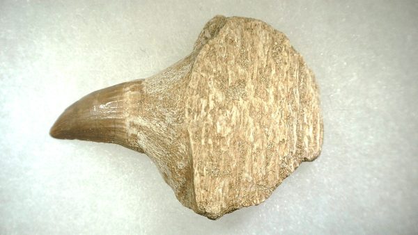 Genuine Cretaceous Age Platecarpus ptychodon Rooted Mosasaur Tooth Fossil for Sale #1b