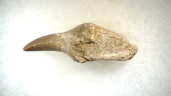 Genuine Cretaceous Age Platecarpus ptychodon Rooted Mosasaur Tooth Fossil for Sale #1c