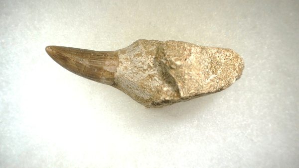 Genuine Cretaceous Age Platecarpus ptychodon Rooted Mosasaur Tooth Fossil for Sale #1d