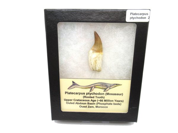 Genuine Cretaceous Age Platecarpus ptychodon Rooted Mosasaur Tooth Fossil for Sale #2