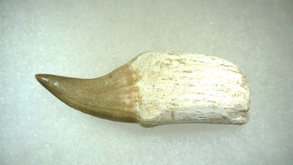 Genuine Cretaceous Age Platecarpus ptychodon Rooted Mosasaur Tooth Fossil for Sale #2a