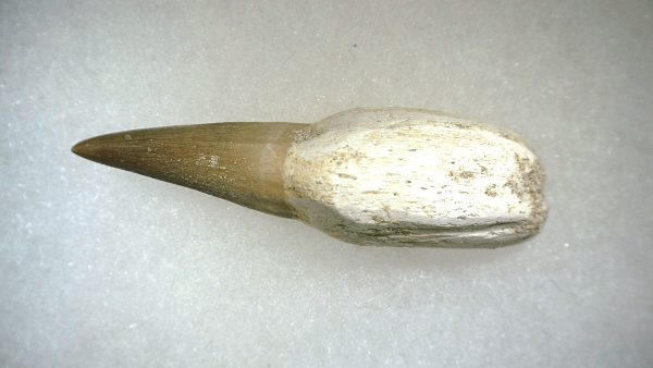 Genuine Cretaceous Age Platecarpus ptychodon Rooted Mosasaur Tooth Fossil for Sale #2c