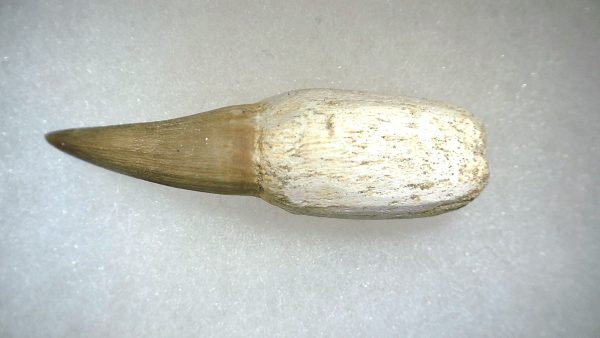 Genuine Cretaceous Age Platecarpus ptychodon Rooted Mosasaur Tooth Fossil for Sale #2d