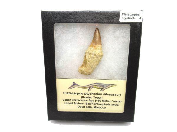 Genuine Cretaceous Age Platecarpus ptychodon Rooted Mosasaur Tooth Fossil for Sale #4