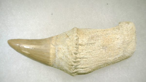 Genuine Cretaceous Age Platecarpus ptychodon Rooted Mosasaur Tooth Fossil for Sale #4b