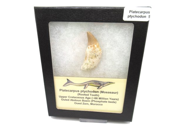 Genuine Cretaceous Age Platecarpus ptychodon Rooted Mosasaur Tooth Fossil for Sale #5