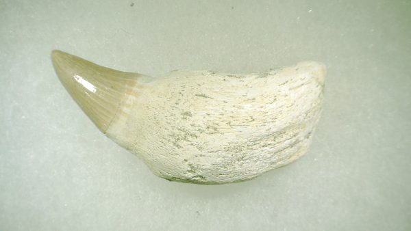 Genuine Cretaceous Age Platecarpus ptychodon Rooted Mosasaur Tooth Fossil for Sale #5a