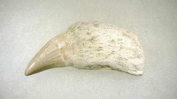 Genuine Cretaceous Age Platecarpus ptychodon Rooted Mosasaur Tooth Fossil for Sale #5b