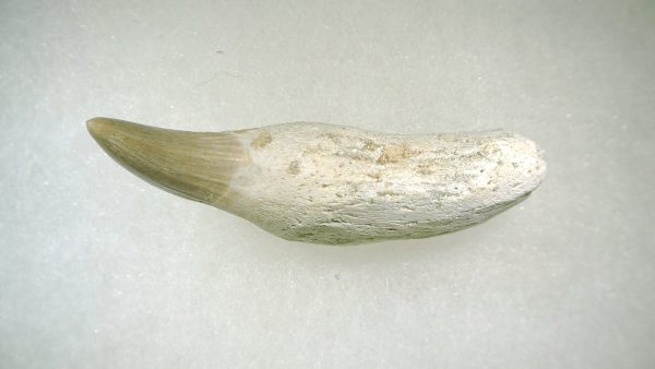 Genuine Cretaceous Age Platecarpus ptychodon Rooted Mosasaur Tooth Fossil for Sale #5c