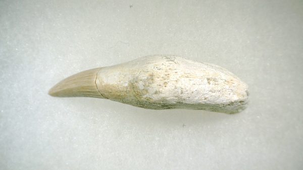 Genuine Cretaceous Age Platecarpus ptychodon Rooted Mosasaur Tooth Fossil for Sale #5d