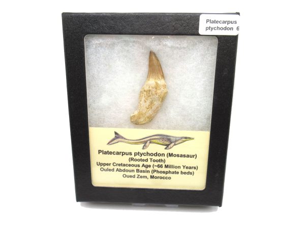 Genuine Cretaceous Age Platecarpus ptychodon Rooted Mosasaur Tooth Fossil for Sale #6