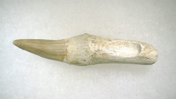 Genuine Cretaceous Age Platecarpus ptychodon Rooted Mosasaur Tooth Fossil for Sale #6c