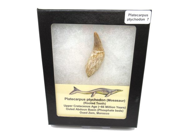 Genuine Cretaceous Age Platecarpus ptychodon Rooted Mosasaur Tooth Fossil for Sale #7