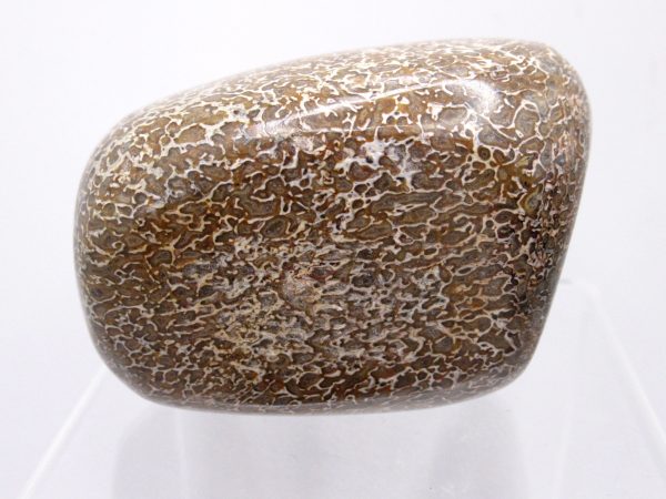 Genuine Jurassic to Cretaceous Age Polished Gem Dinosaur Bone for Sale #16