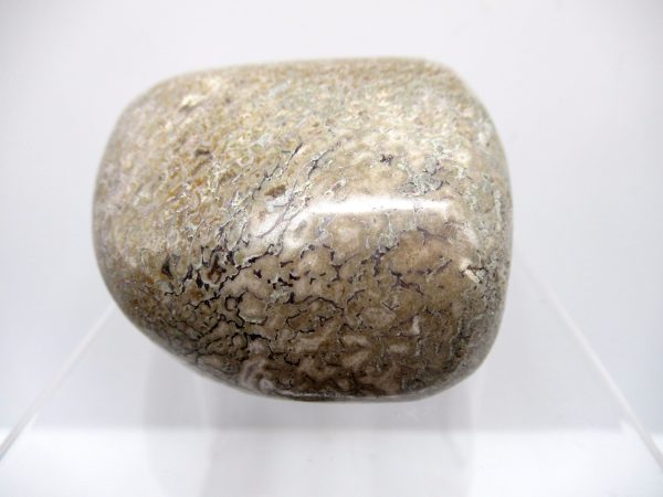 Genuine Jurassic to Cretaceous Age Polished Gem Dinosaur Bone for Sale #23a