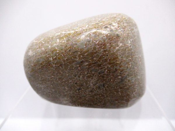 Genuine Jurassic to Cretaceous Age Polished Gem Dinosaur Bone for Sale #27