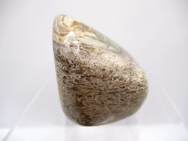 Genuine Jurassic to Cretaceous Age Polished Gem Dinosaur Bone for Sale #30a