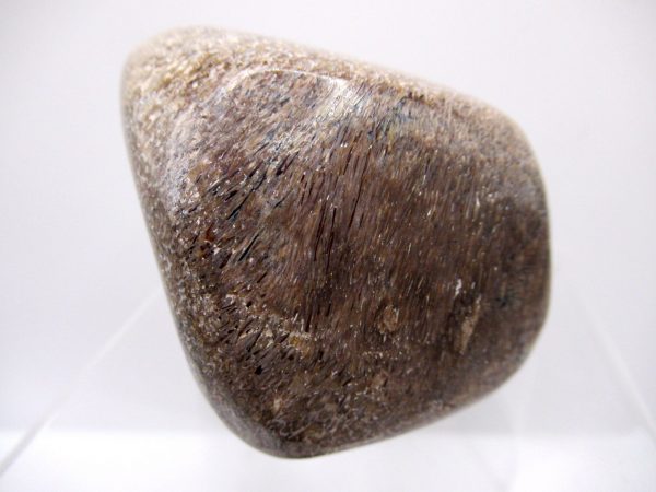 Genuine Jurassic to Cretaceous Age Polished Gem Dinosaur Bone for Sale #35a