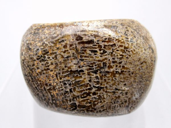 Genuine Jurassic to Cretaceous Age Polished Gem Dinosaur Bone for Sale #9a