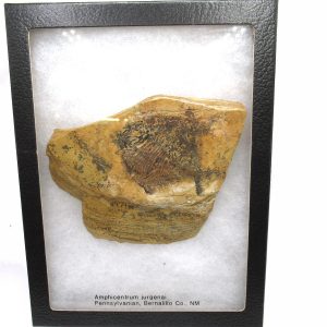 Genuine Carboniferous Amphicentrum Fish for Sale from New Mexico #1