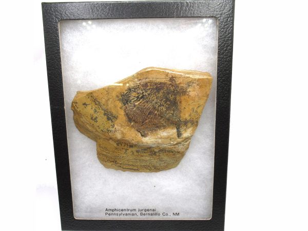 Genuine Carboniferous Amphicentrum Fish for Sale from New Mexico #1