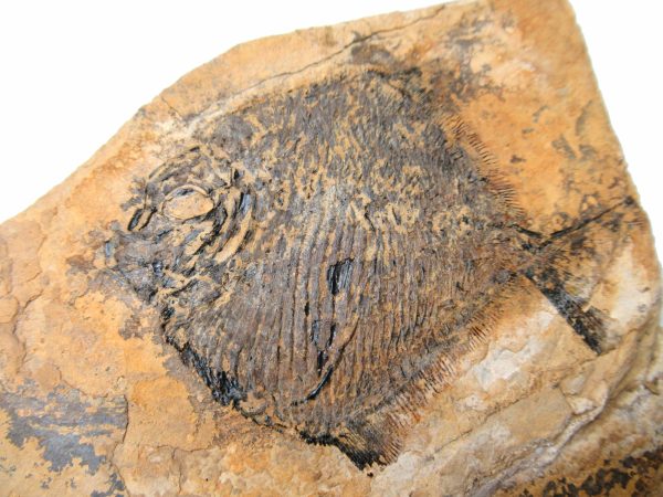 Genuine Carboniferous Amphicentrum Fish for Sale from New Mexico #1