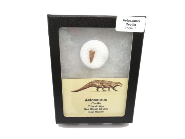 Genuine Triassic Age Aetosaurus Reptile Tooth Fossil for Sale from New Mexico #1