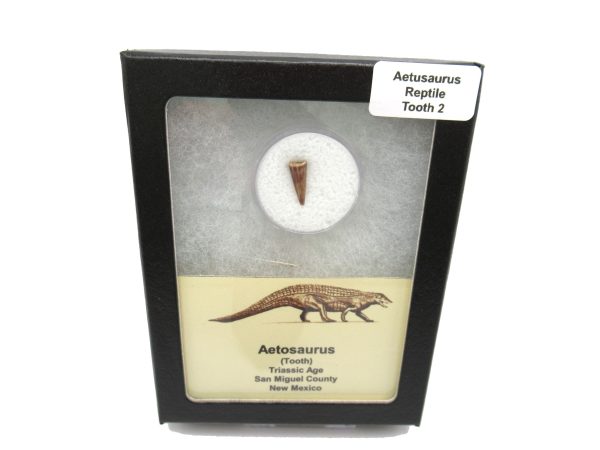 Genuine Triassic Age Aetosaurus Reptile Tooth Fossil for Sale from New Mexico #2