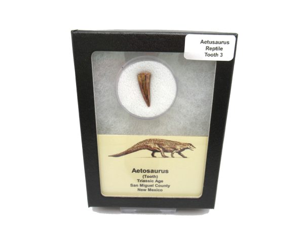 Genuine Triassic Age Aetosaurus Reptile Tooth Fossil for Sale from New Mexico #3