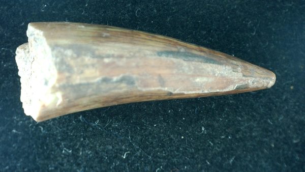 Genuine Triassic Age Aetosaurus Reptile Tooth Fossil for Sale from New Mexico #3a