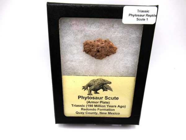 Genuine Triassic Age Phytosaur Reptile Scute From New Mexico for Sale #1