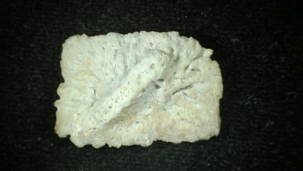 Genuine Triassic Age Phytosaur Reptile Scute From New Mexico for Sale #12a