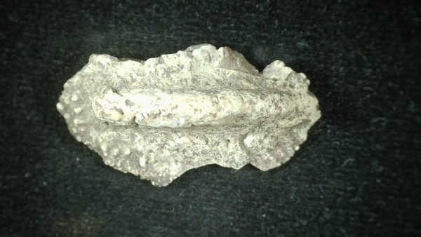 Genuine Triassic Age Phytosaur Reptile Scute From New Mexico for Sale #13a