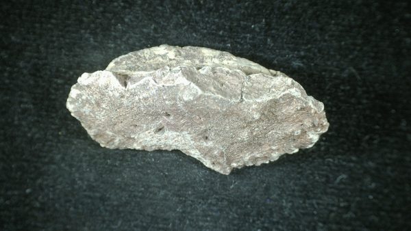 Genuine Triassic Age Phytosaur Reptile Scute From New Mexico for Sale #13b