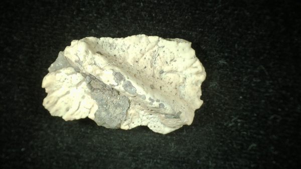 Genuine Triassic Age Phytosaur Reptile Scute From New Mexico for Sale #14a