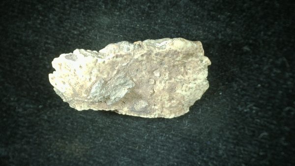 Genuine Triassic Age Phytosaur Reptile Scute From New Mexico for Sale #14b