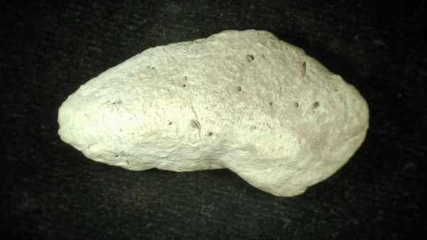 Genuine Triassic Age Phytosaur Reptile Scute From New Mexico for Sale #15a