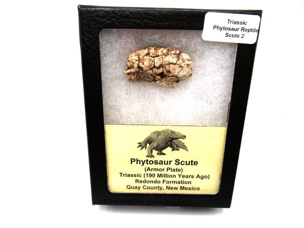 Genuine Triassic Age Phytosaur Reptile Scute From New Mexico for Sale #2