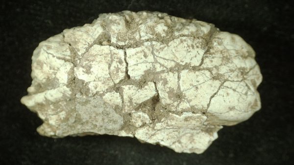 Genuine Triassic Age Phytosaur Reptile Scute From New Mexico for Sale #2a