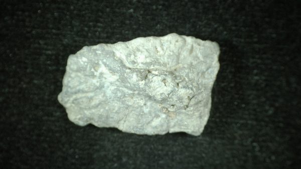 Genuine Triassic Age Phytosaur Reptile Scute From New Mexico for Sale #3a