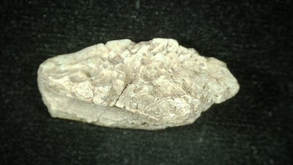 Genuine Triassic Age Phytosaur Reptile Scute From New Mexico for Sale #4a