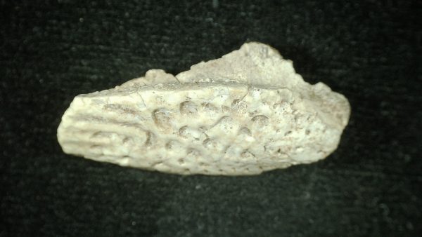 Genuine Triassic Age Phytosaur Reptile Scute From New Mexico for Sale #4b